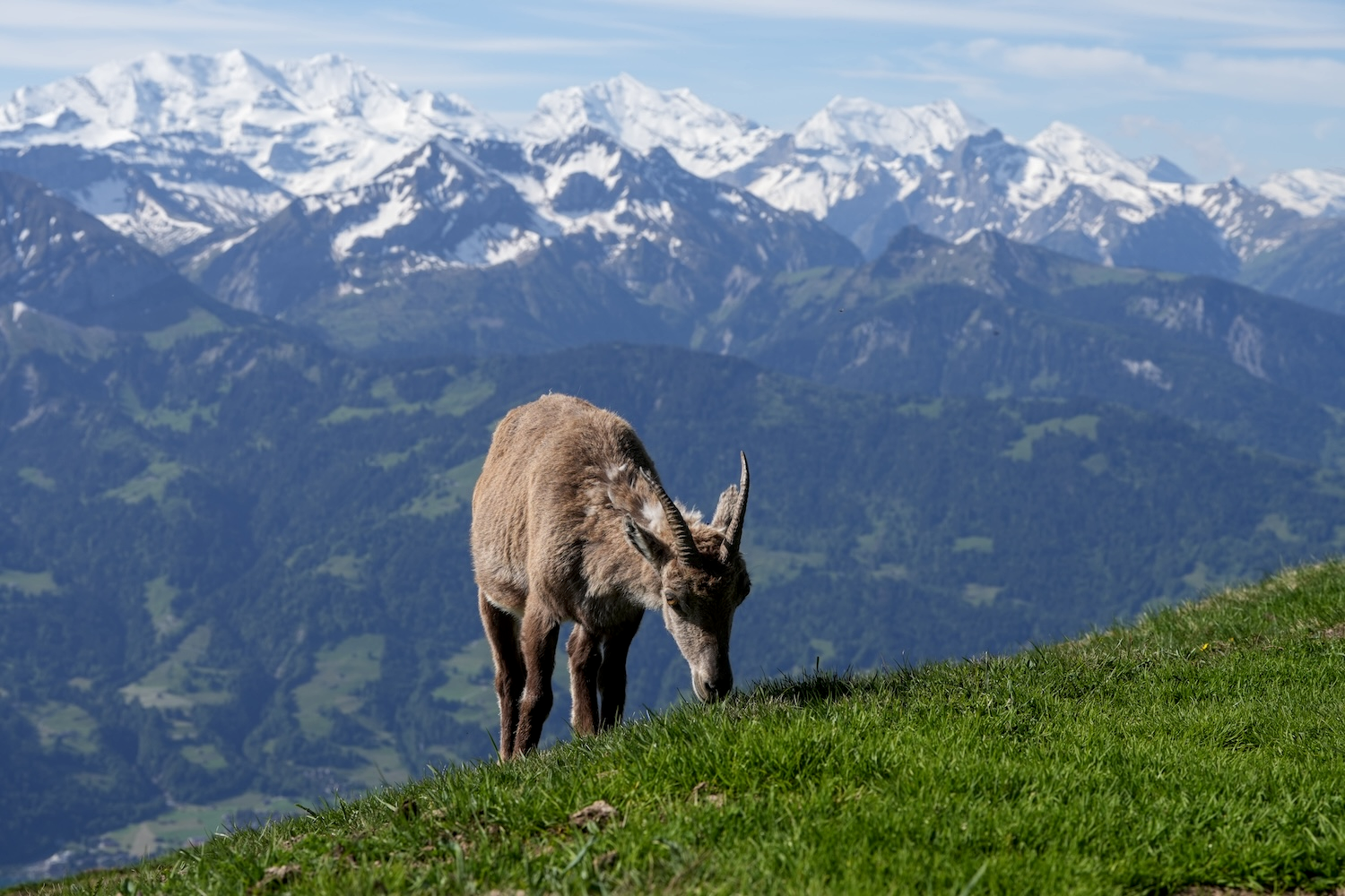 Steinbock vor Alpenhintergrund